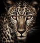Preview: Diamond Painting Leopard